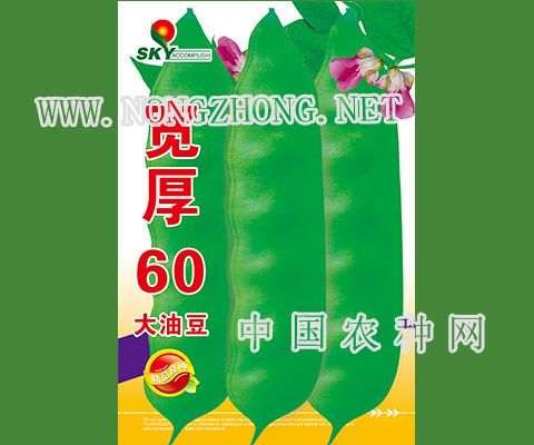 宽厚60大油豆